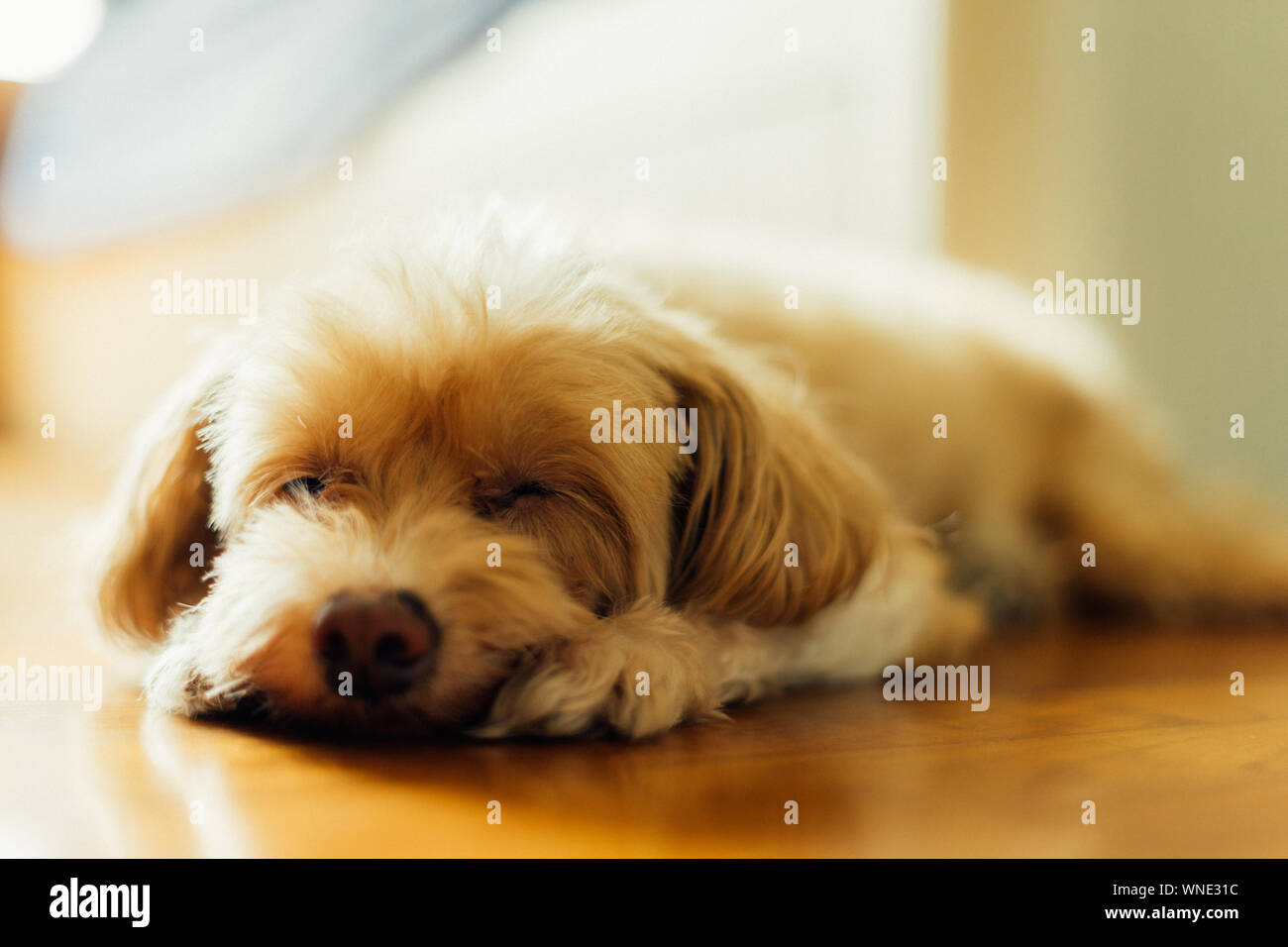 Puppy Sleeping On Floor Stock Photo - Alamy