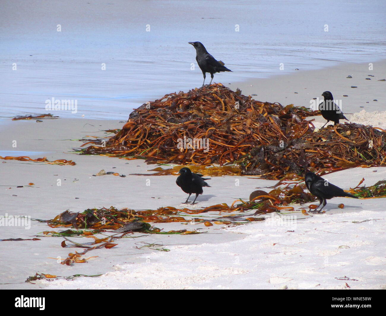 Birds At Beach By Seaweeds Stock Photo Alamy