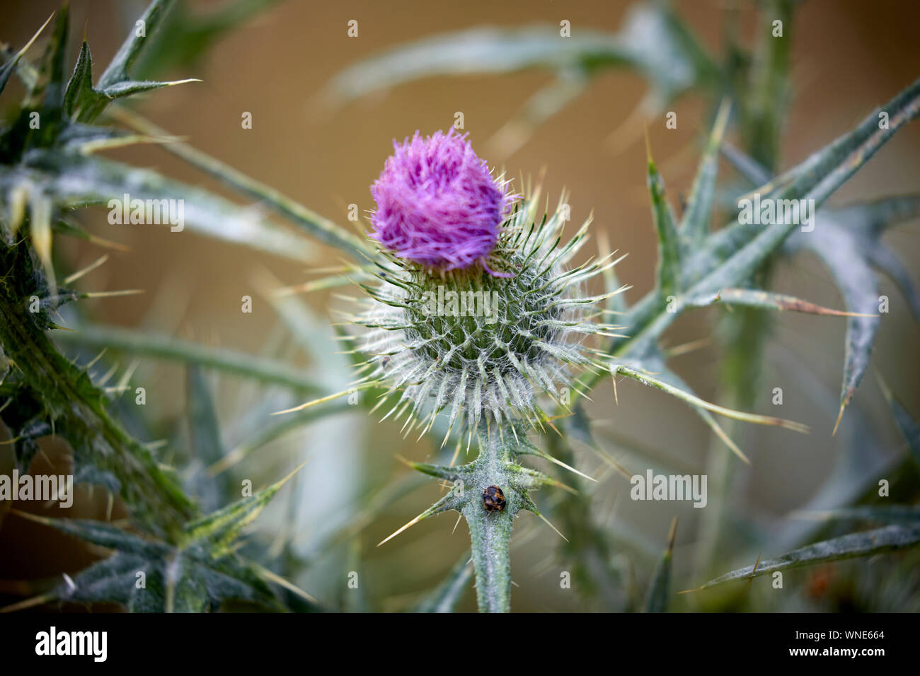 Thistle is the common name of a group of flowering plants characterised