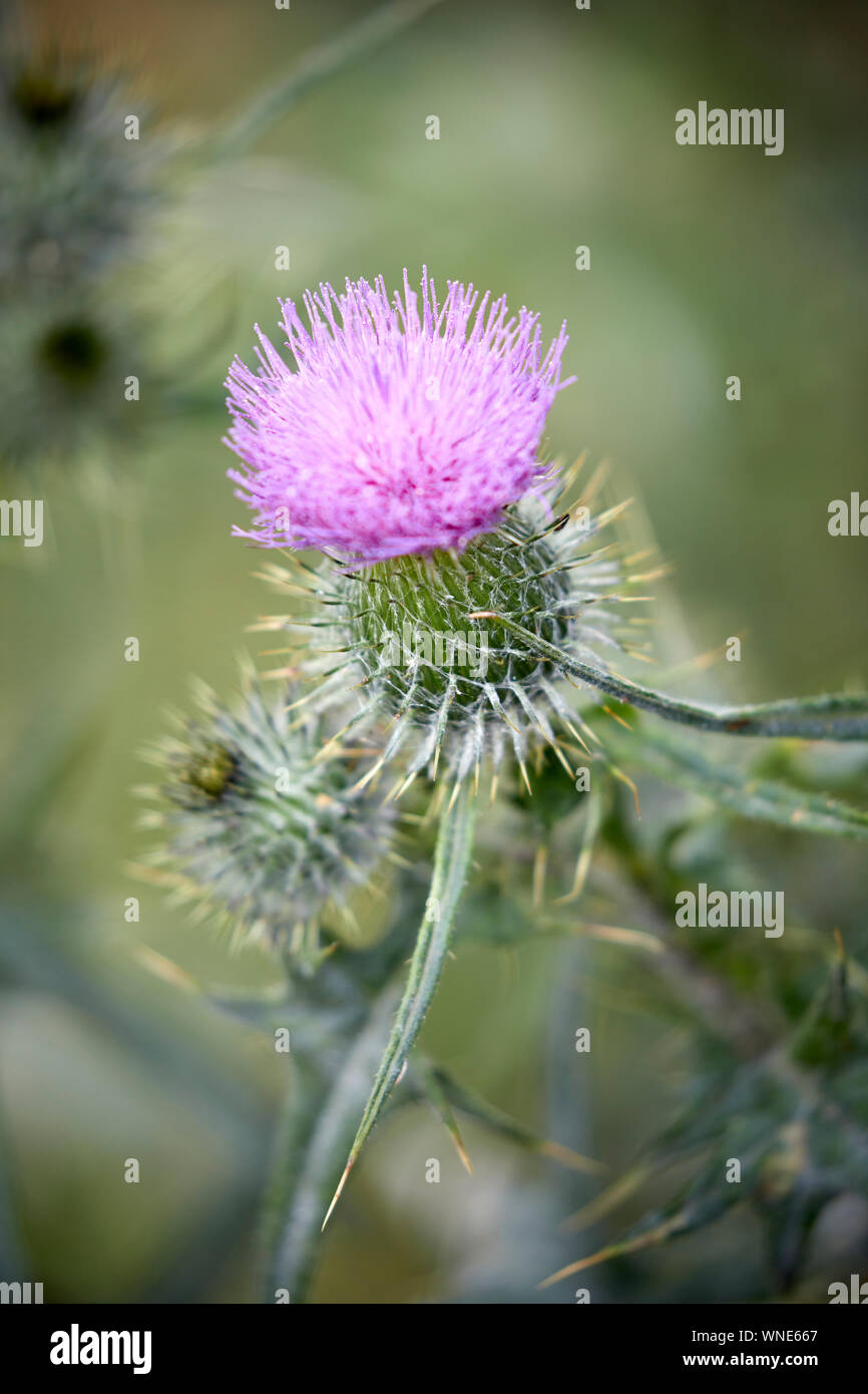 Thistle is the common name of a group of flowering plants characterised by leaves with sharp prickles with purple flower Stock Photo