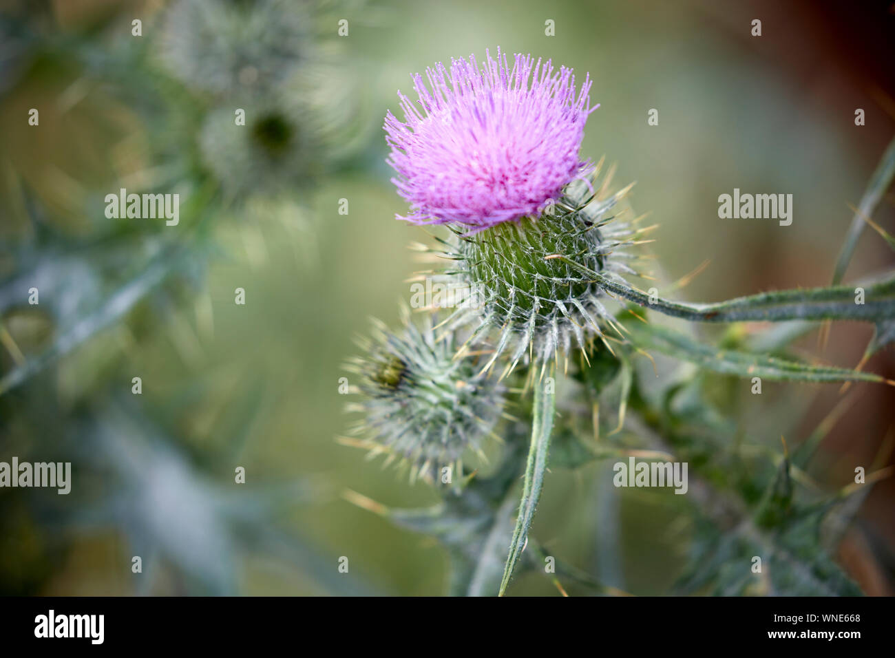 Thistle is the common name of a group of flowering plants characterised by leaves with sharp prickles with purple flower Stock Photo