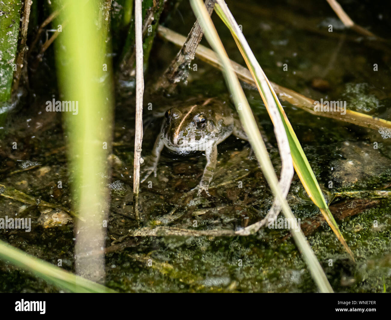 A variety of paddy field frog, also called a Boie's wart frog or Asian grass frog, part of the larger Fejervarya limnocharis species complex, rests in Stock Photo