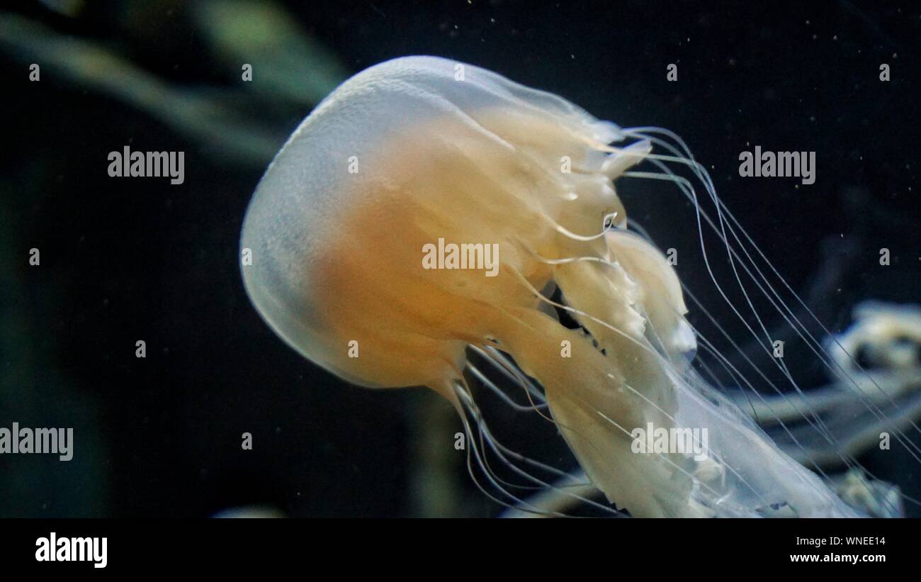 Close-up Of Moon Jelly Fish Stock Photo
