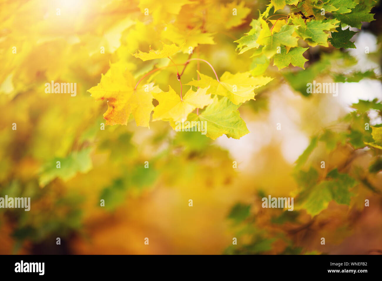 yellow maple leaves in autumn with beautiful sunlight Stock Photo - Alamy
