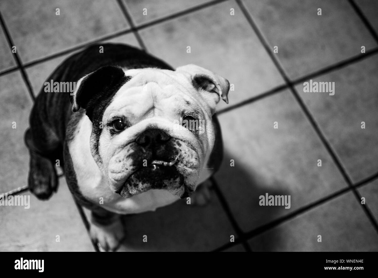 black white english bulldog