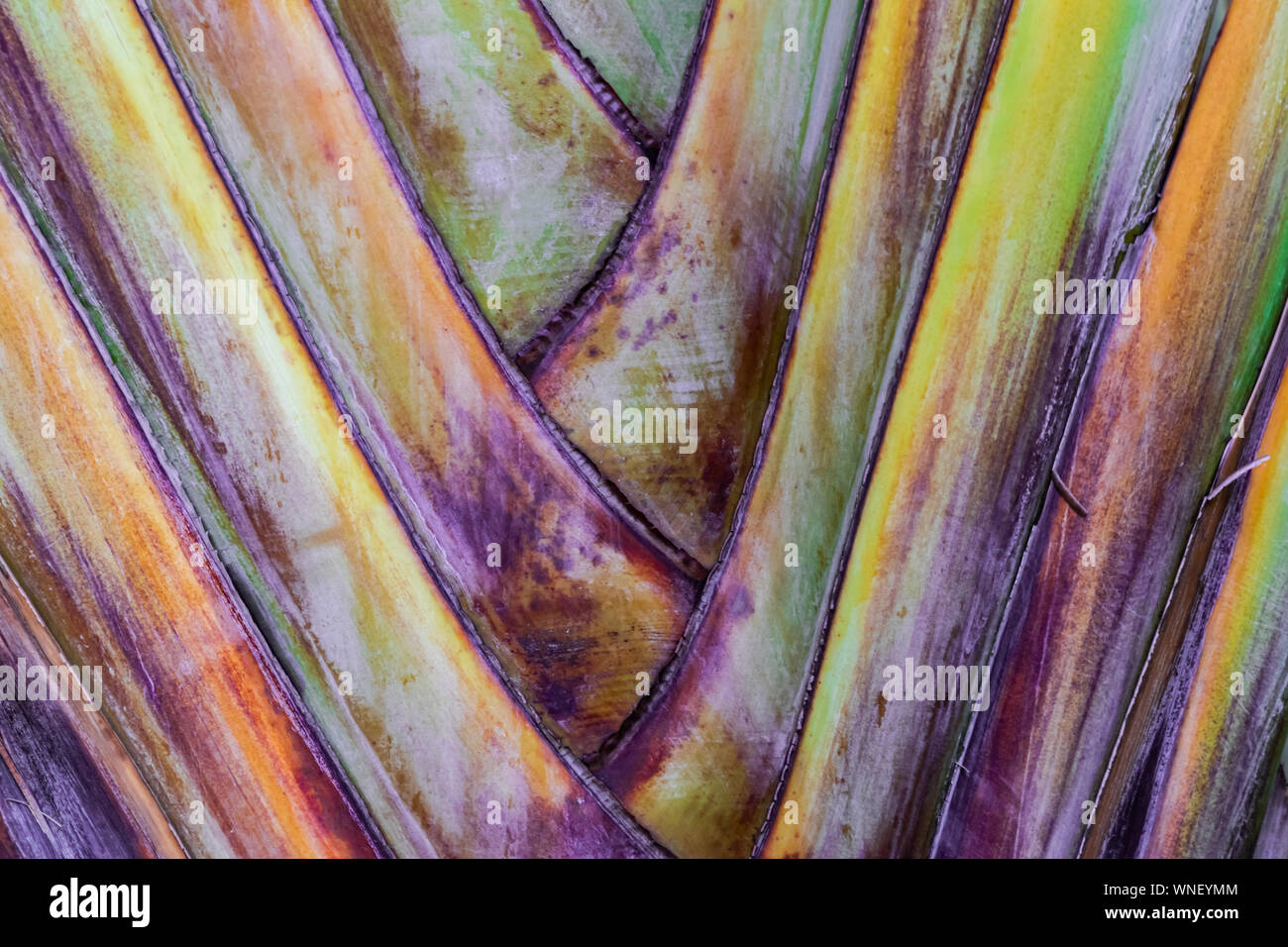 traveller's tree (Ravenala madagascariensis) texture, close view Stock ...