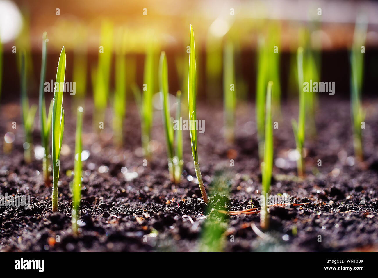 Greenrery Spring Young spring shoots of greenery on the plantation Stock Photo - Alamy
