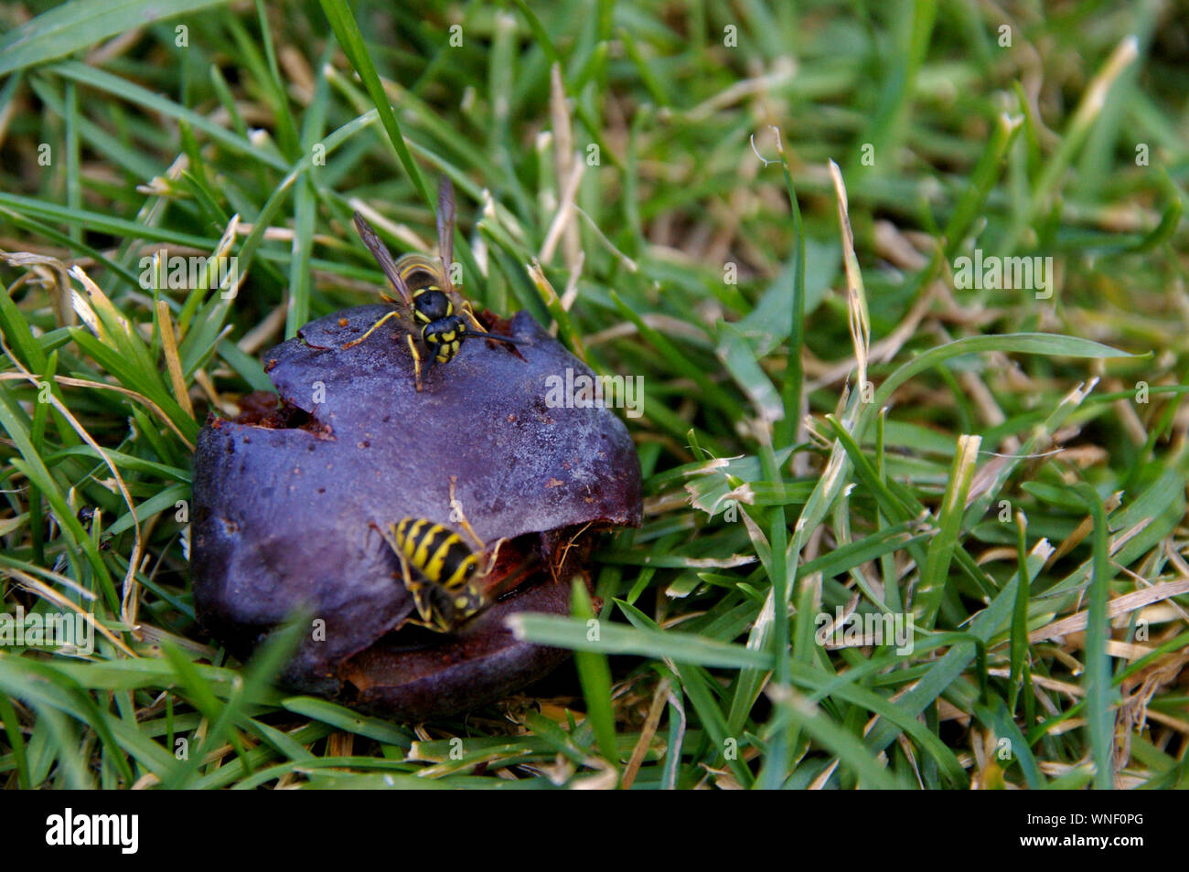 two wasps sitting on a plum fruit munching eating zwei Wespen sitzen auf obst frucht Pflaume und fressen Stock Photo