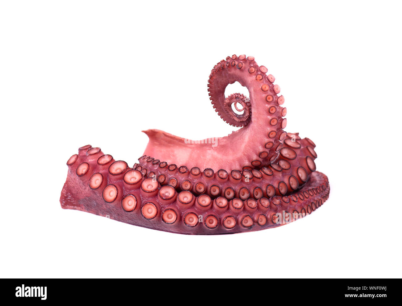 Fresh octopus isolated on white background. Fresh octopus tentacles