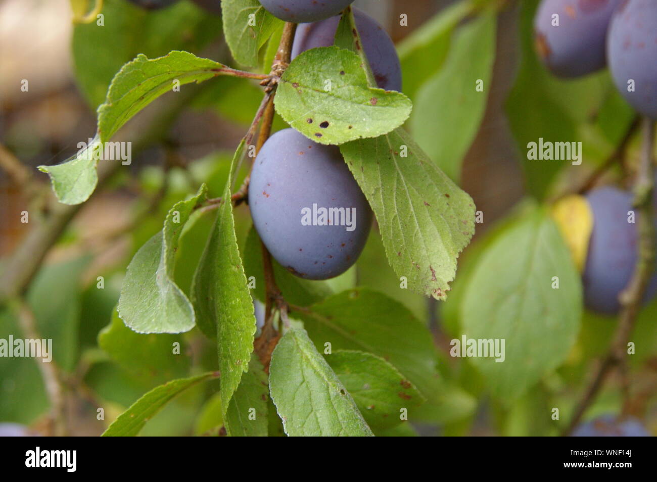 Closeup of plum on branch plum fruit hanging from tree orchard Nahaufnahme von Pflaume an Ast Obstbaum Stock Photo