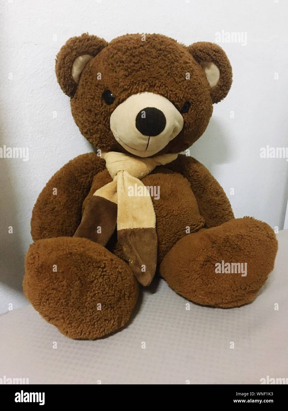 ktm teddy bear