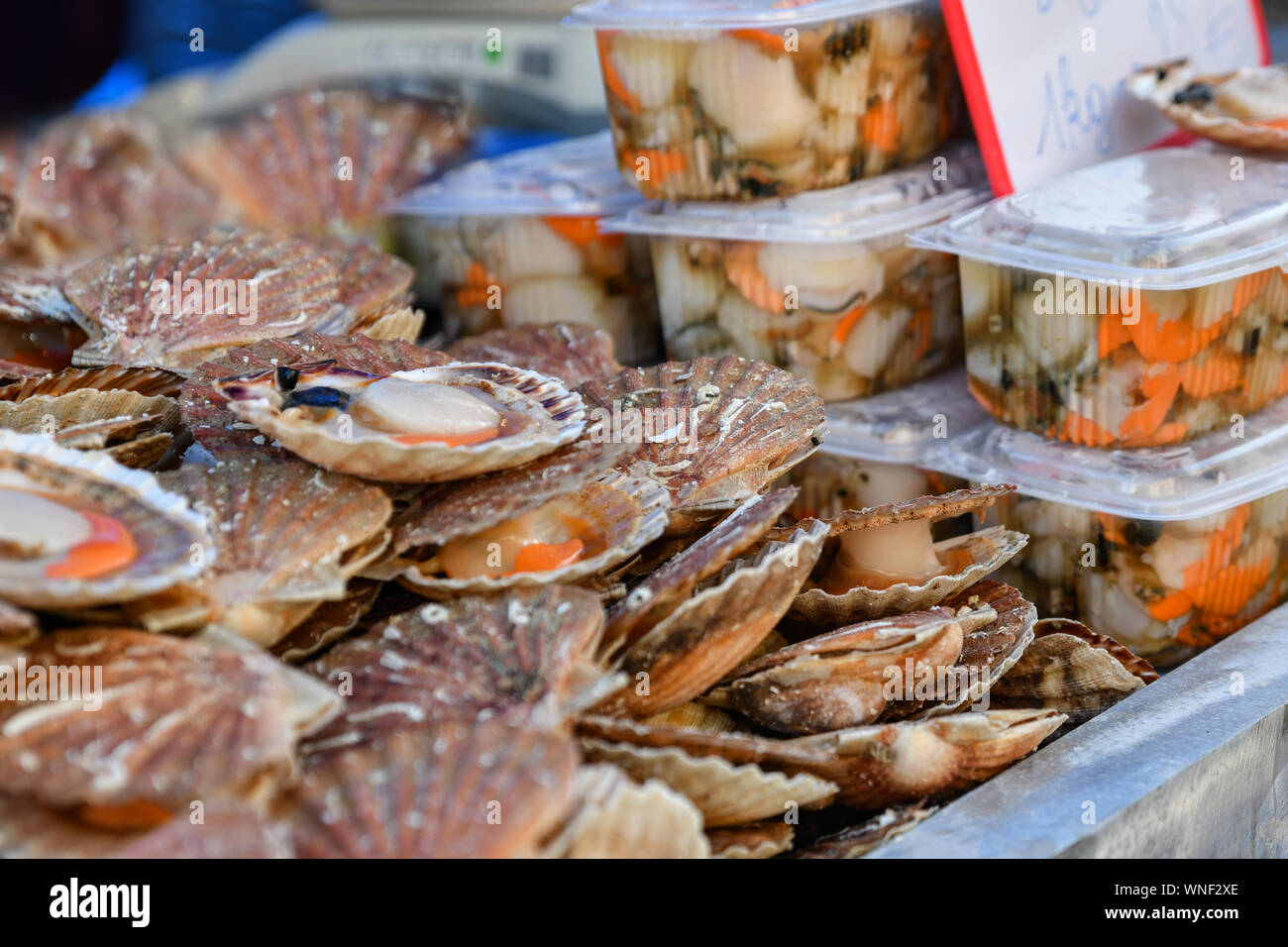 Fresh Scallops on a seafood market at Dieppe France Stock Photo Alamy