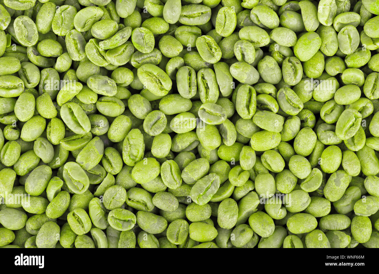 Green coffee beans background. Medium green peaberry coffee beans Stock Photo Alamy