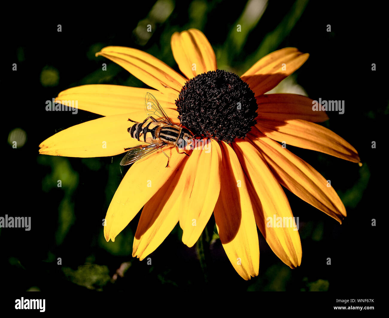 Close-up Of Bee On Black-eyed Yellow Flowers Stock Photo