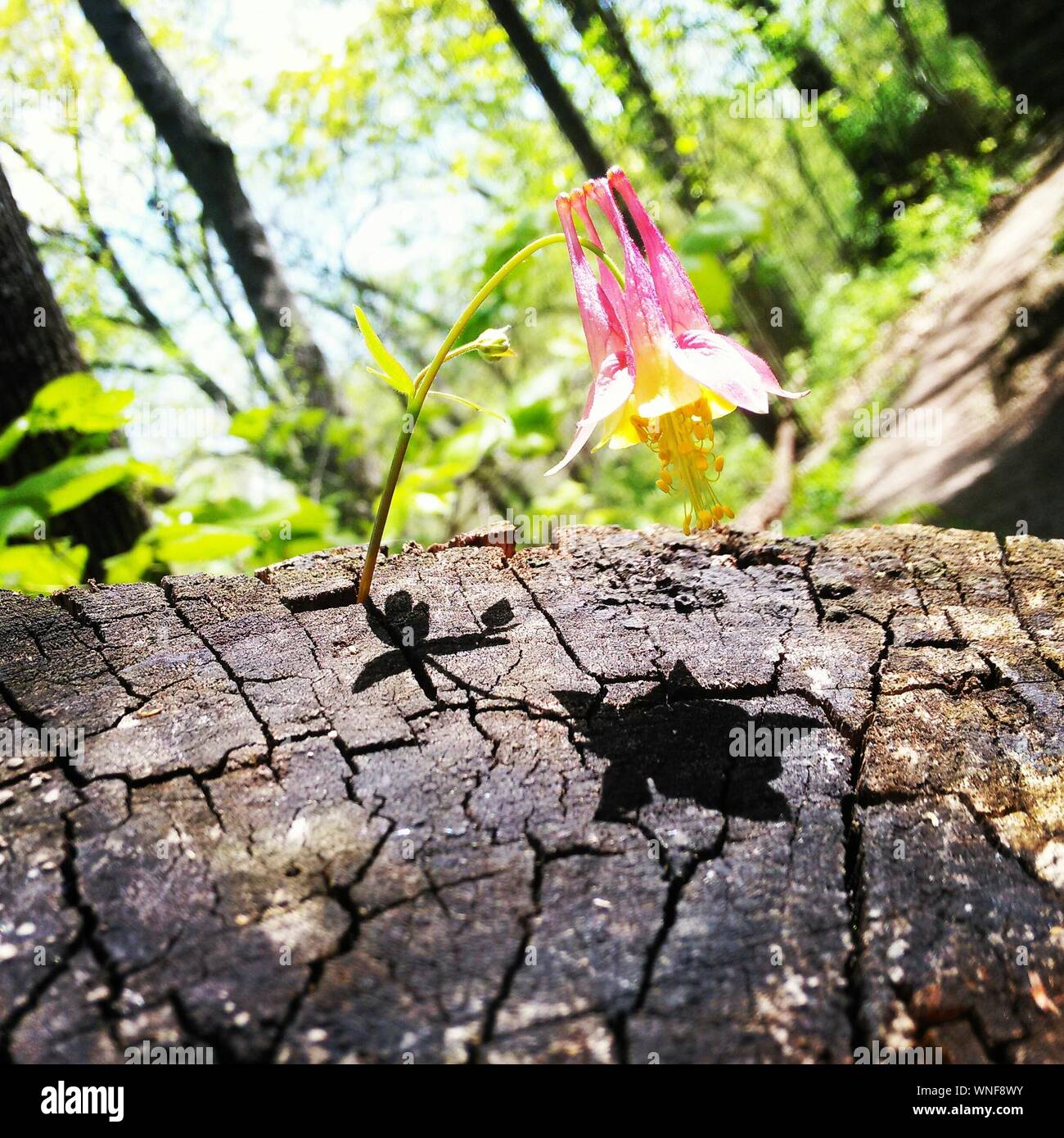 Tree stump flowers hires stock photography and images Alamy
