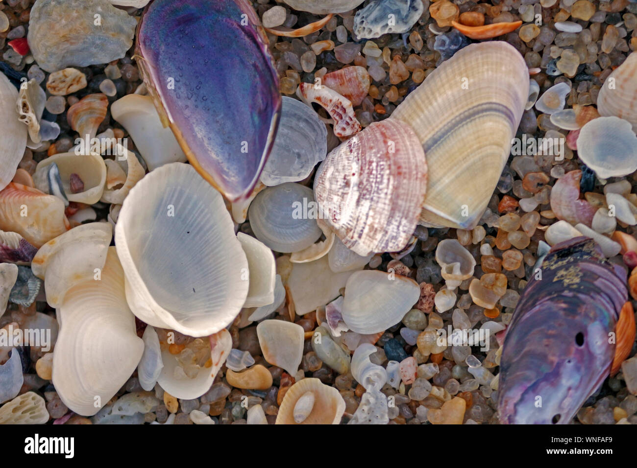 Oysters, shells and colorful stones of beach sand Stock Photo