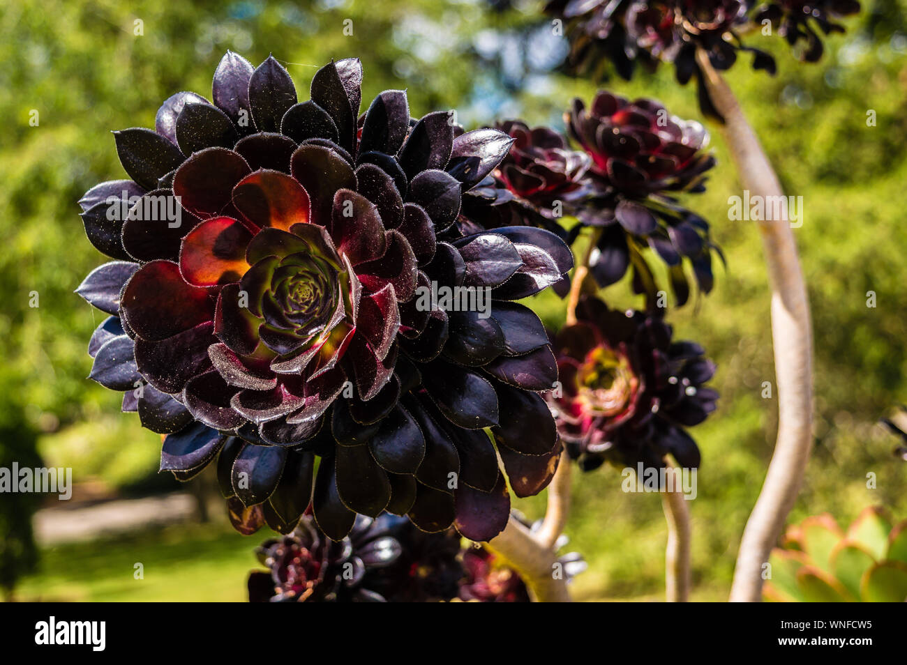 Close-up Of Aeonium Arboreum Growing Outdoors Stock Photo