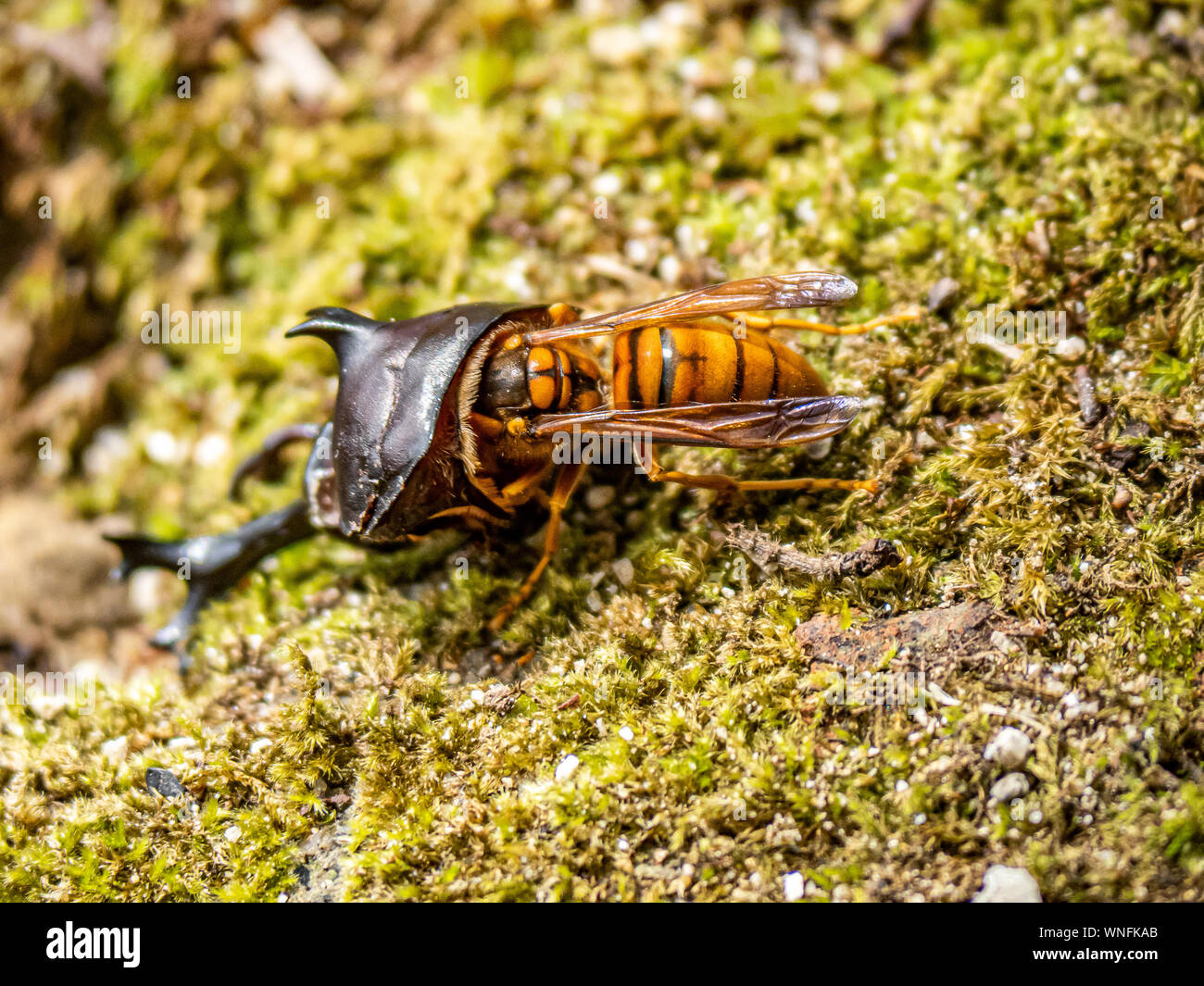 A Japanese yellow hornet, Vespa simillima xanthoptera, eating the remains of a dead Japanese rhinoceros beetle, Allomyrina dichotoma, in a park in Sas Stock Photo
