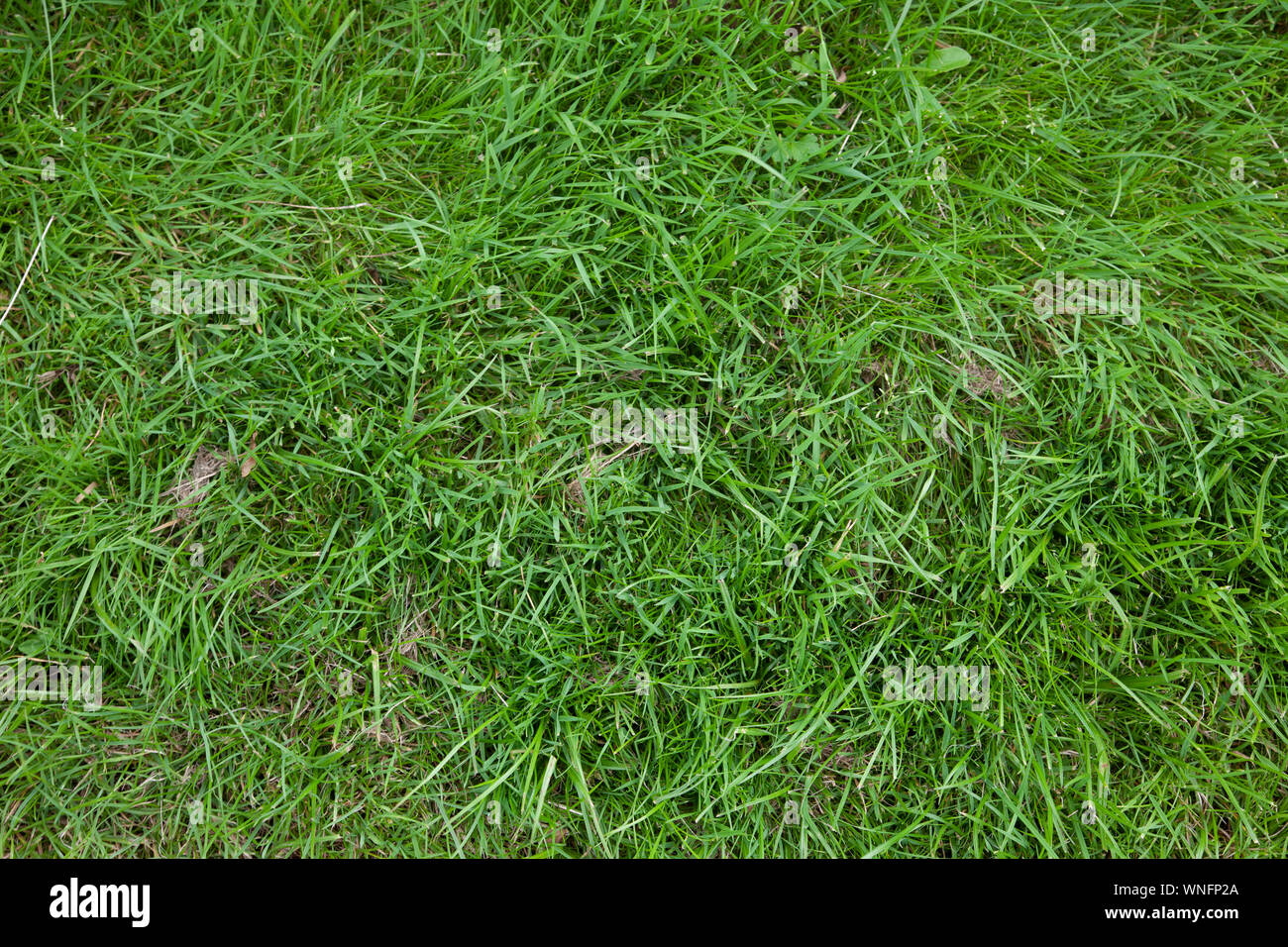 Real green grass seamless texture Stock Photo