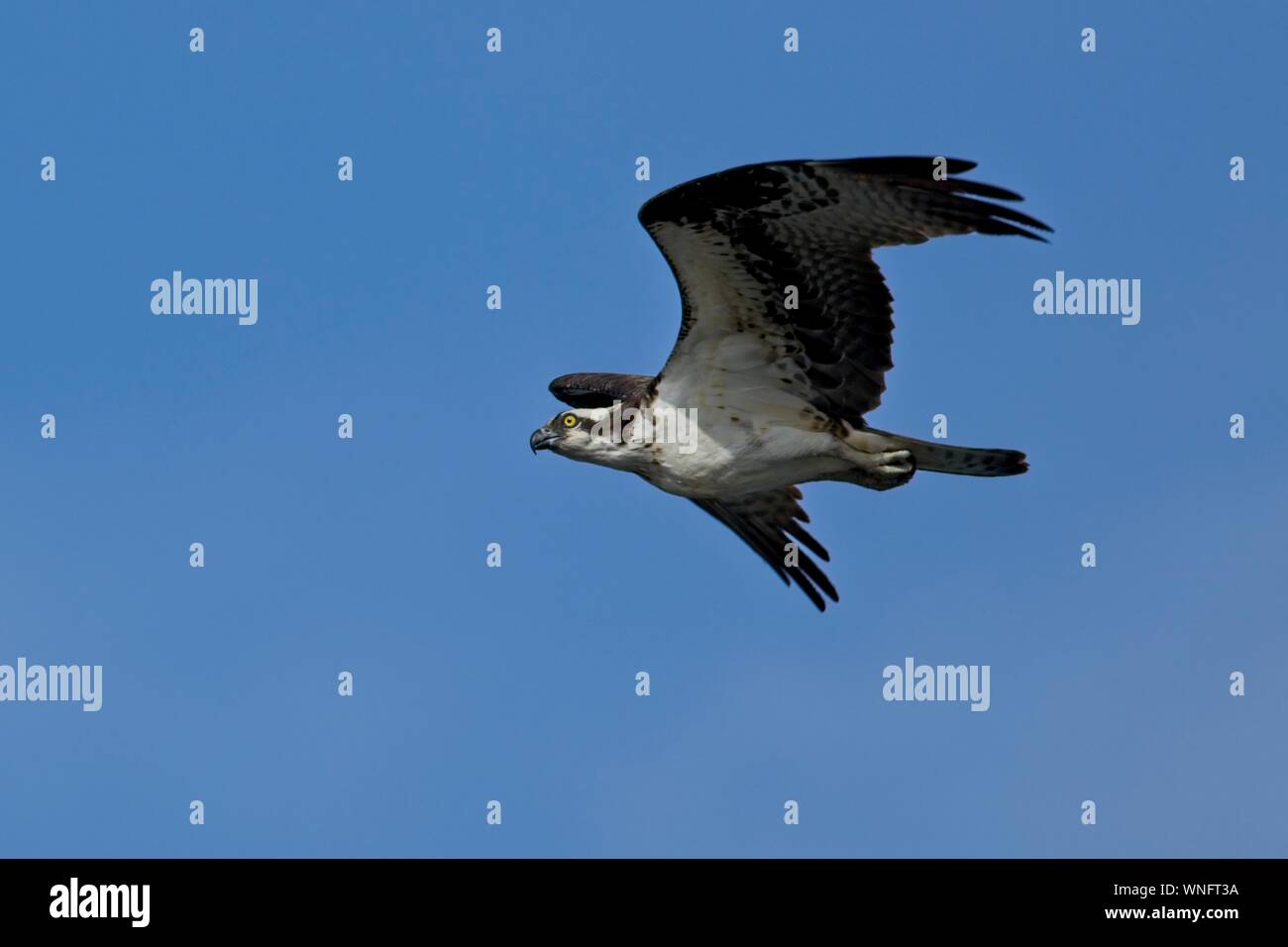An osprey soars up in the clear blue sky in Idaho Stock Photo - Alamy