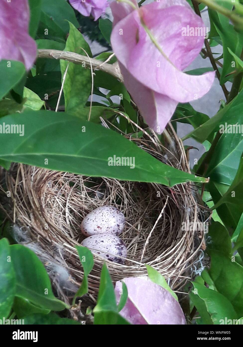 Birds nest on tree branch hi-res stock photography and images - Alamy