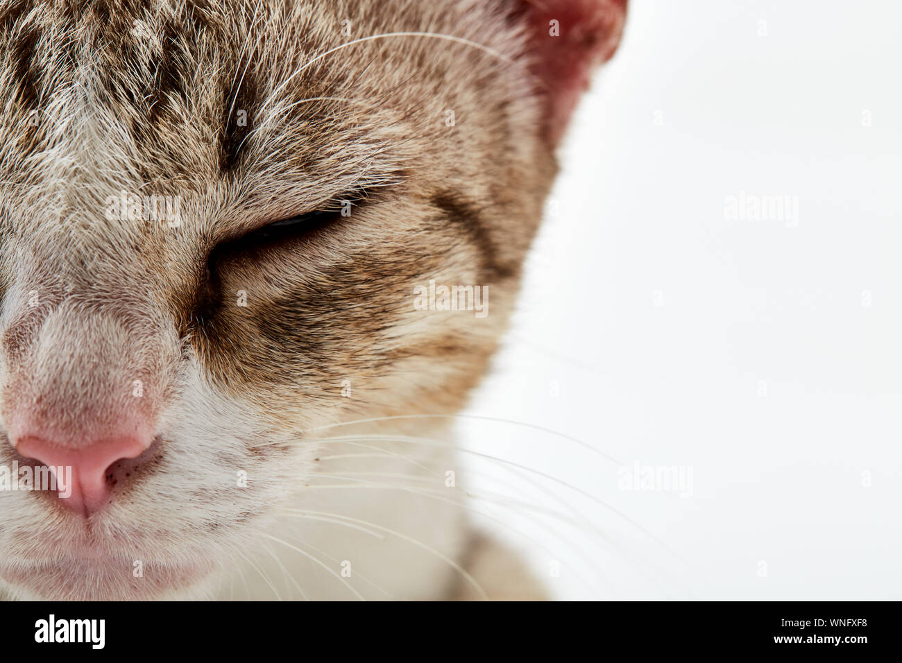 Closeup Of Cat With Eyes Closed Against White Background Stock Photo