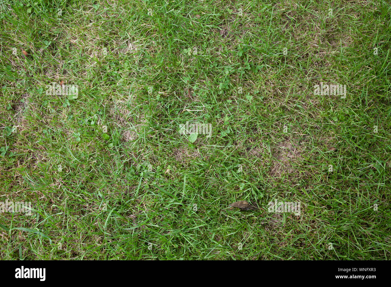 Natural grass texture pattern seamless Stock Photo