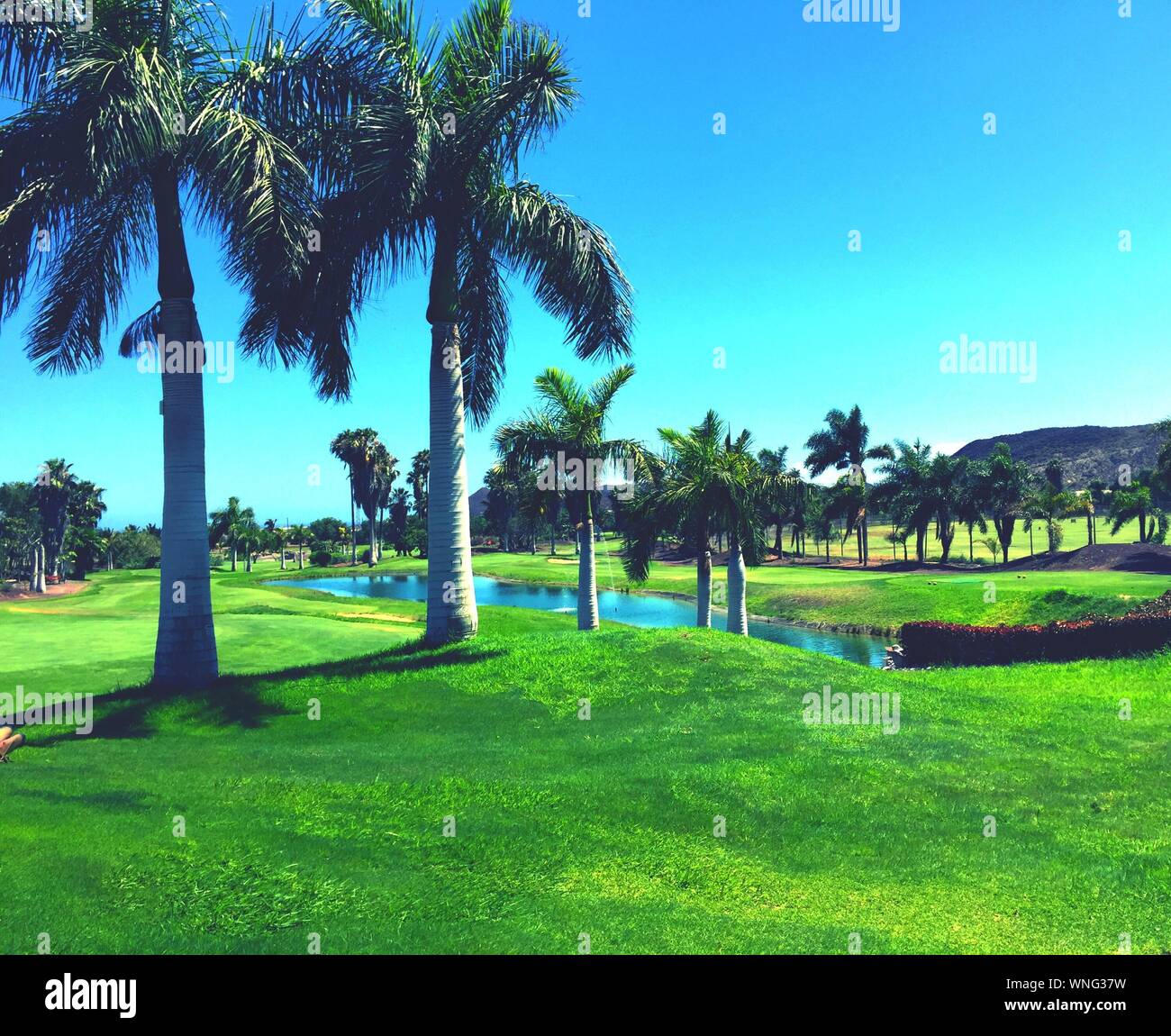 Palm trees pond hi-res stock photography and images - Alamy
