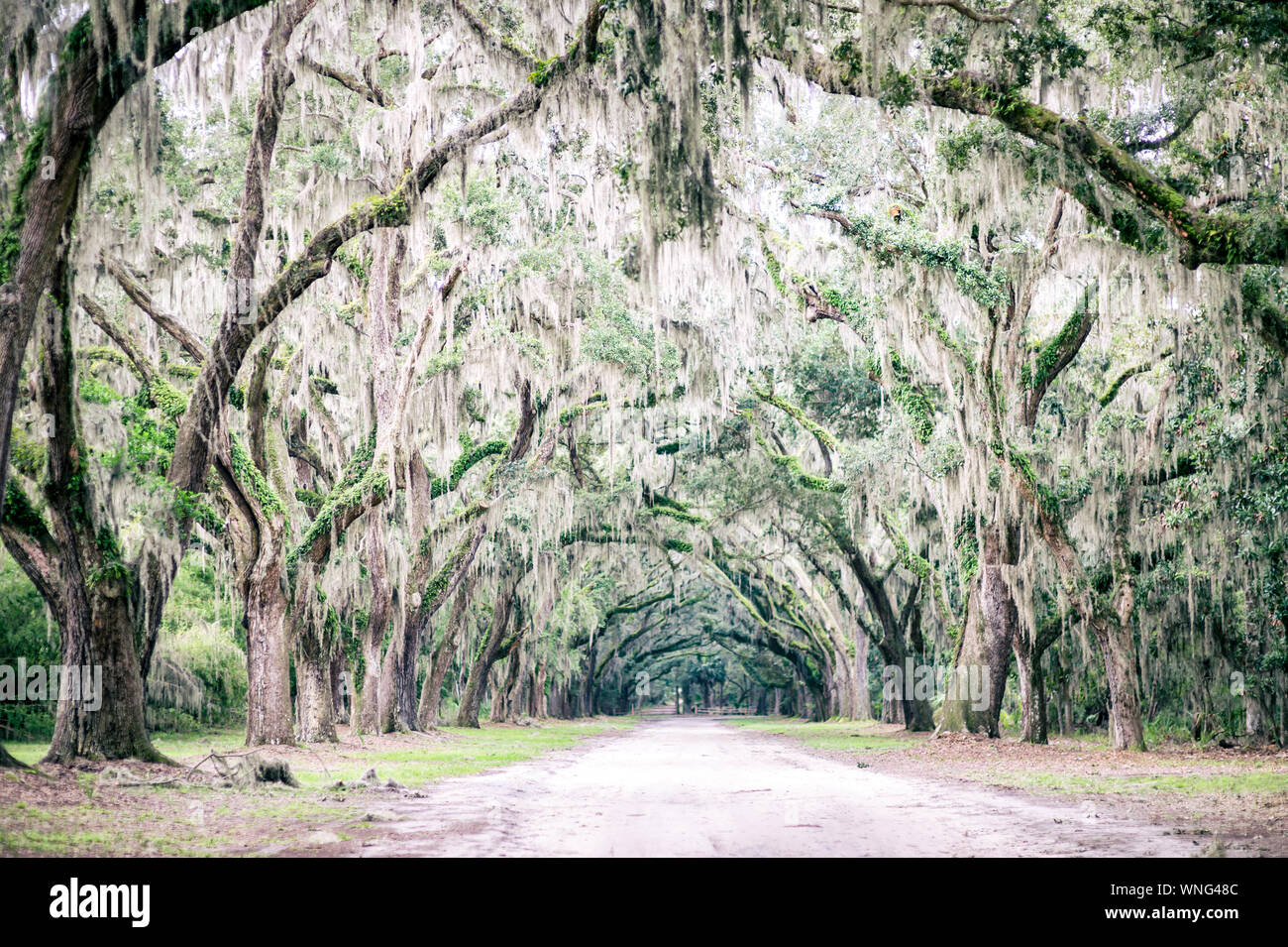 Atmospheric Southern country road lined with oak trees with overhanging
