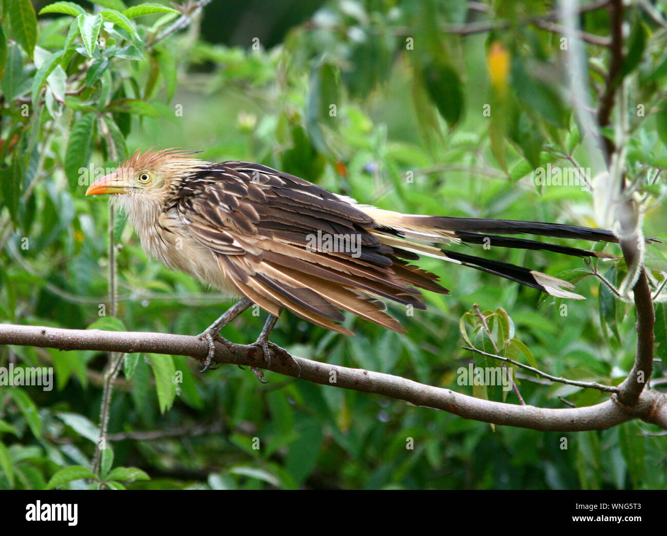 Closeup of Guira Cuckoo ( Guira guira) perching on a branch in Iguazu National Park,Misiones Province,Argentina. Stock Photo