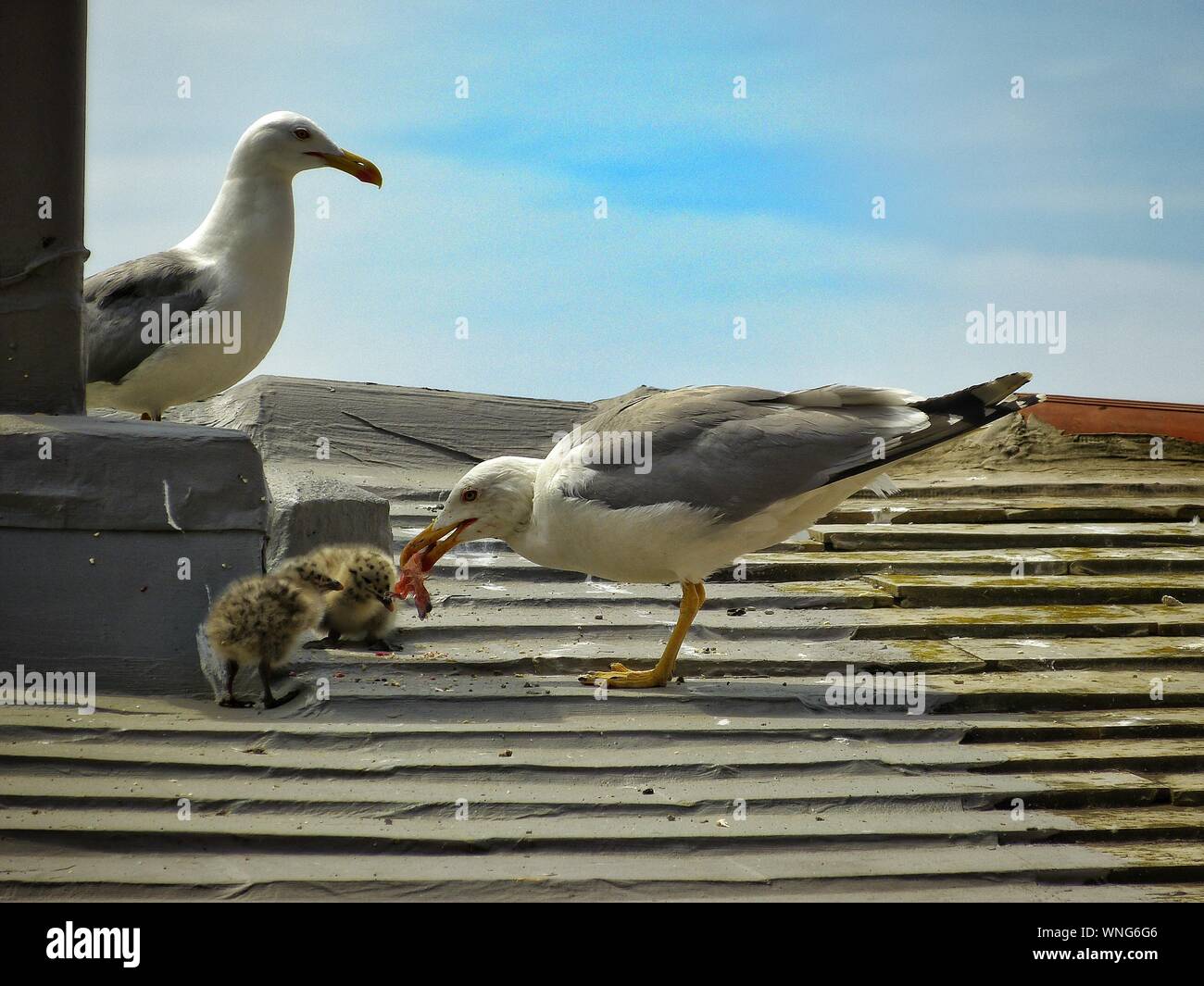 Seagull Chicks High Resolution Stock Photography And Images Alamy seagull-chicks-high-resolution-stock-photography-and-images-alamy