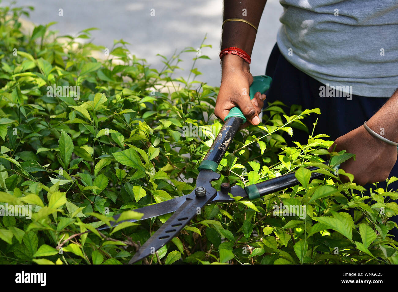 Cutting Back Plant Stock Photos & Cutting Back Plant Stock Images Alamy