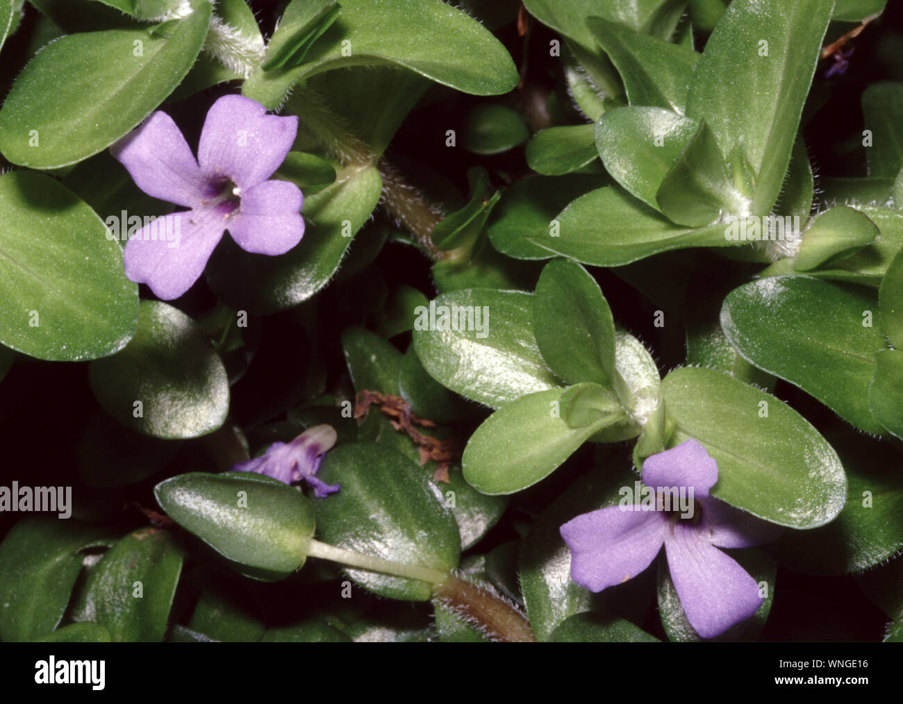 Flowering Water hyssop, Bacopa caroliniana Stock Photo