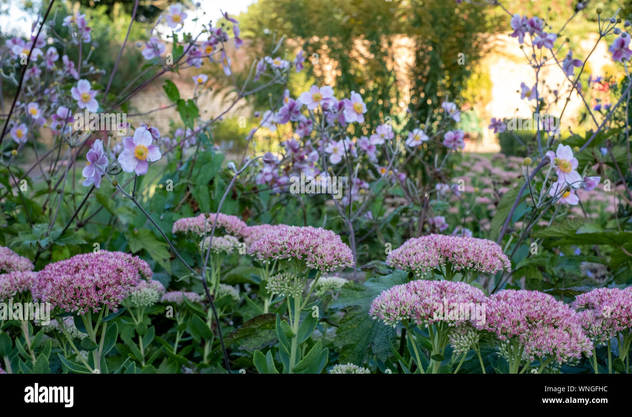 Pink sedum flowers reflecting the late afternoon sun in early autumn