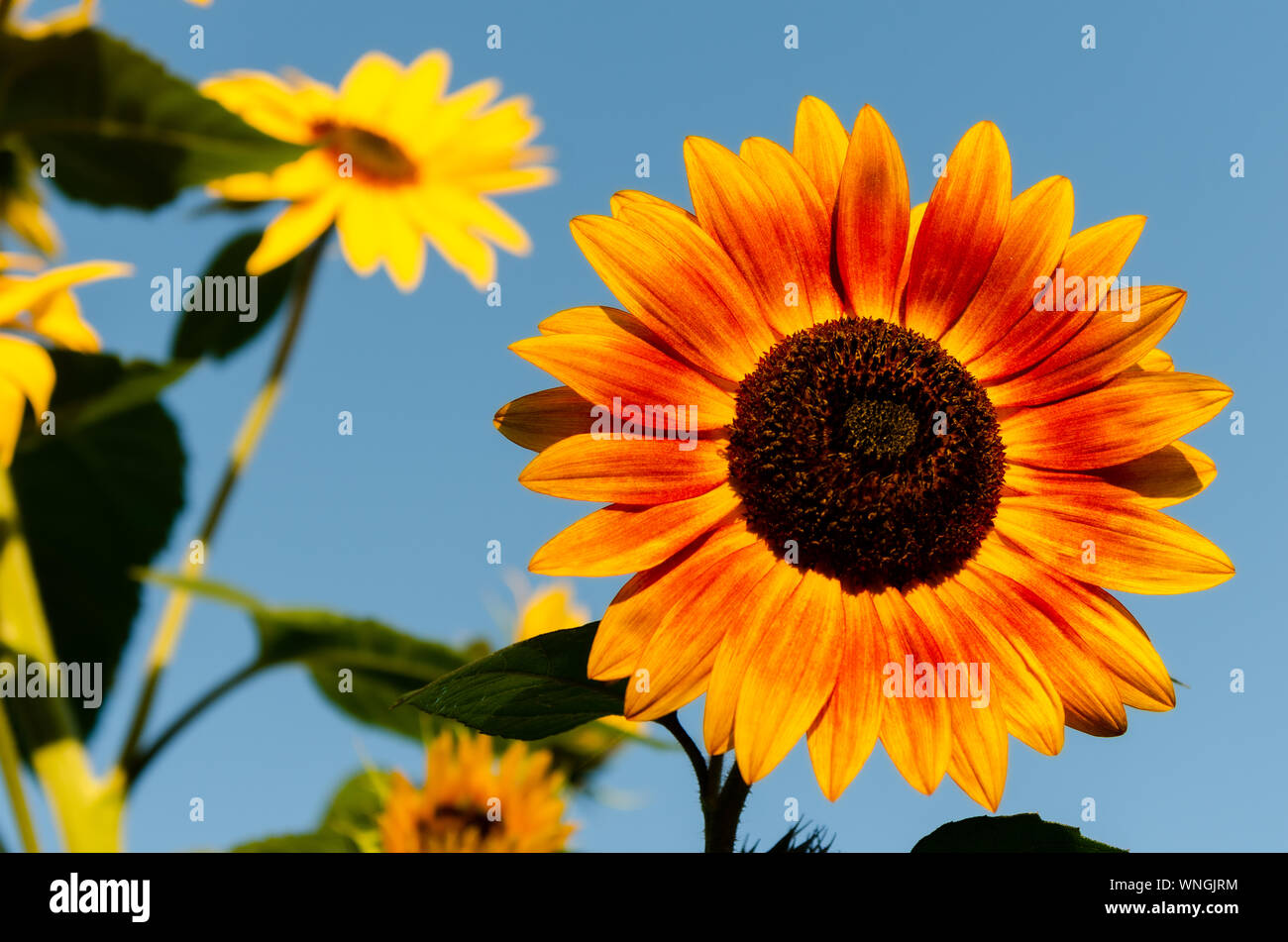 Sunflower growing sequence hires stock photography and images Alamy