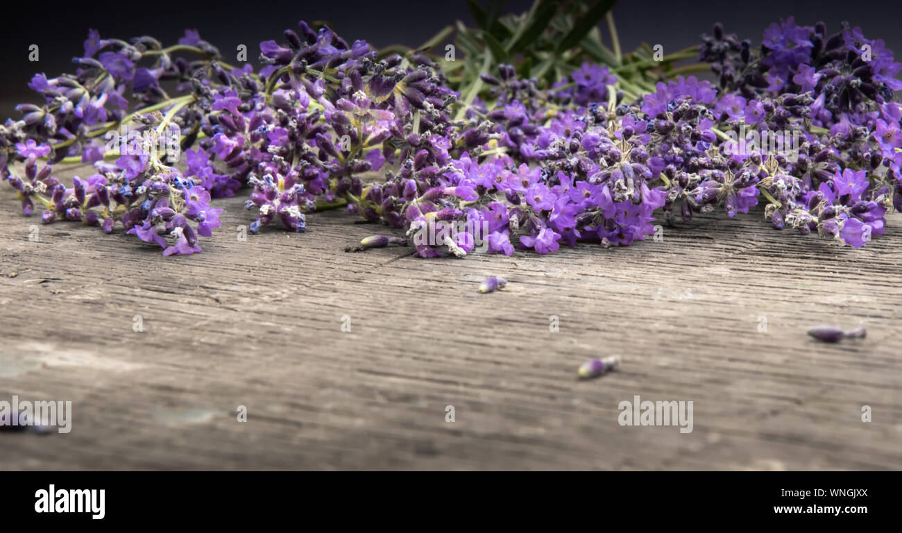 Close up of beautiful fresh lavender flowers arranged in row on old rough textured natural wooden surface.  Selective focus. Unfocused foreground. Hor Stock Photo