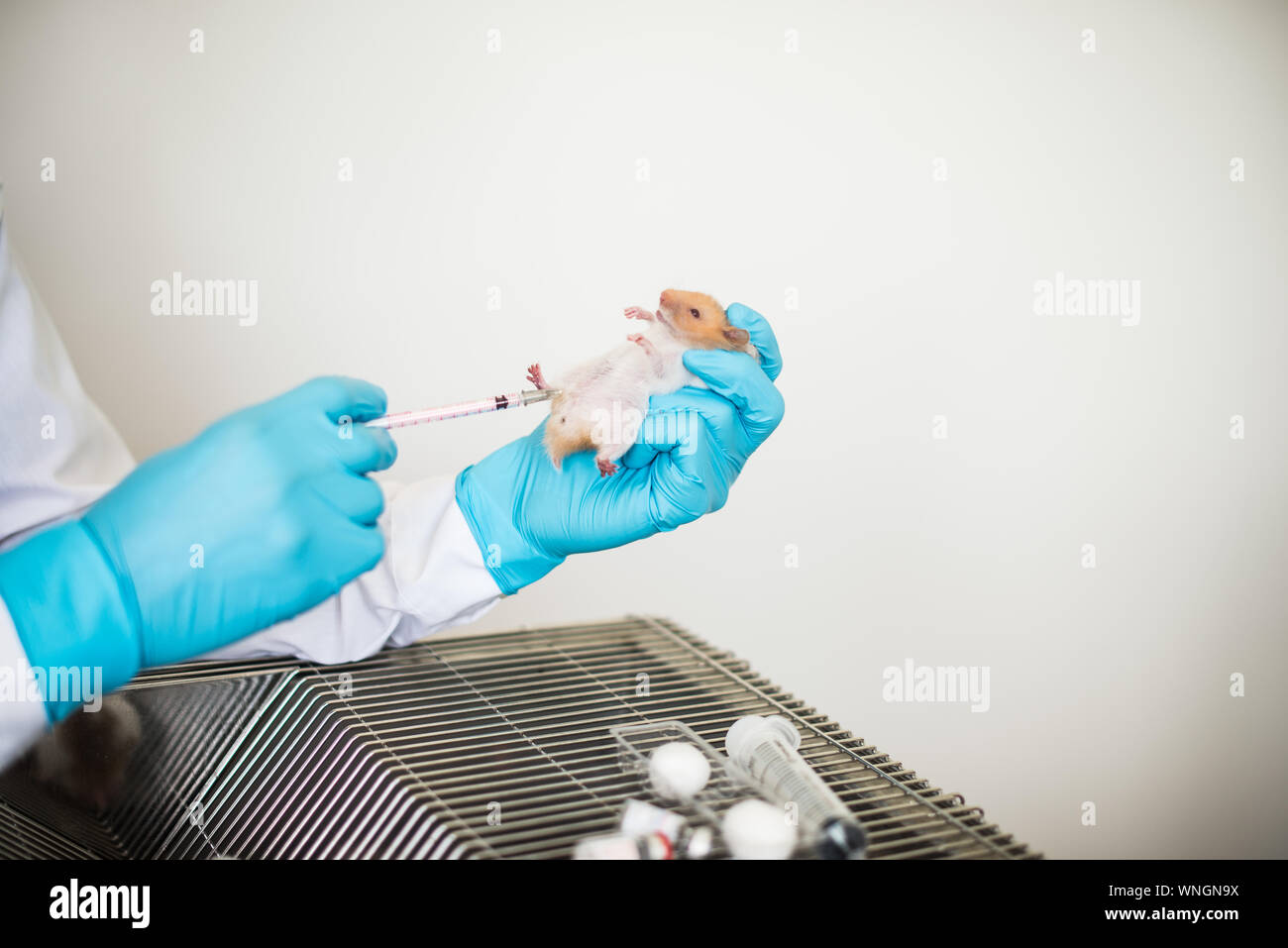 Cropped Image Of Veterinarian Injecting Rat Stock Photo