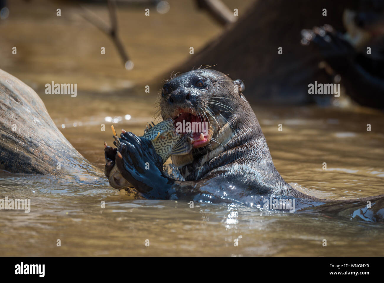 Giant otter fish in mouth hi-res stock photography and images - Alamy