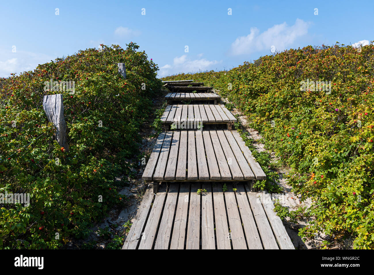 Sylt Rose Stock Photos Sylt Rose Stock Images Alamy