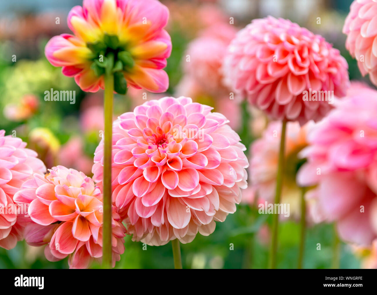 Orange and peach colour miniature ball type Dahlia L.A.T.E free