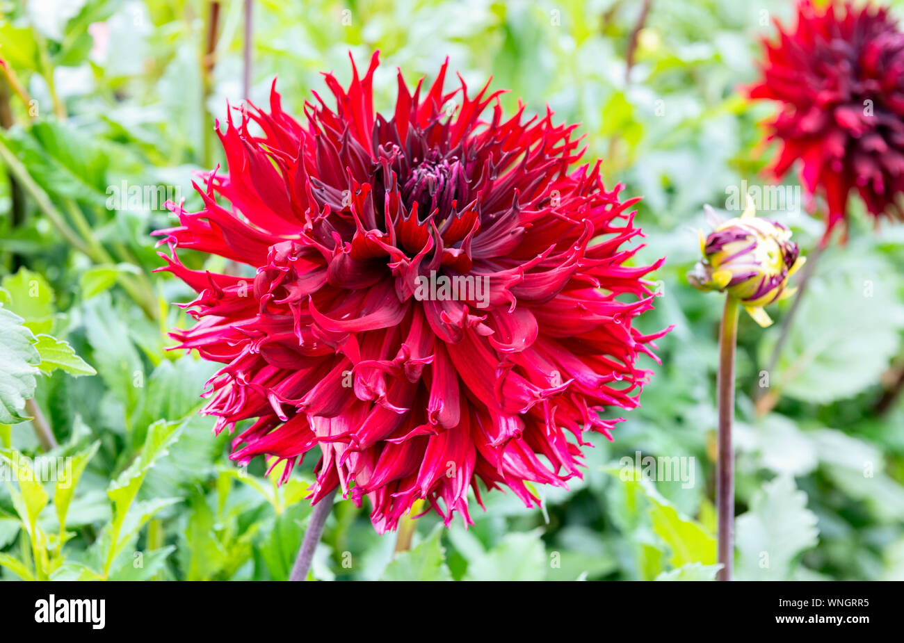 Kenora Macop Dahlia medium fimbriated cactus type dahlia Stock Photo