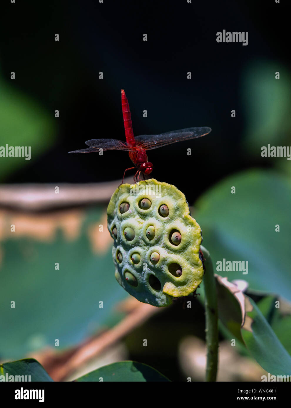 red dragonfly stopped on the seedpod of the lotus Stock Photo