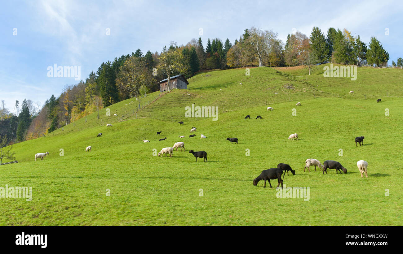 Cows Grazing On Field Against Sky Stock Photo