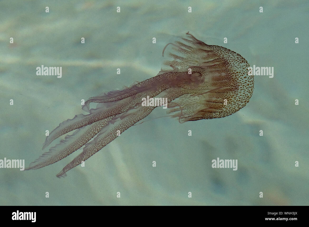 Mauve Stinger Jellyfish (Pelagia noctiluca) Stock Photo