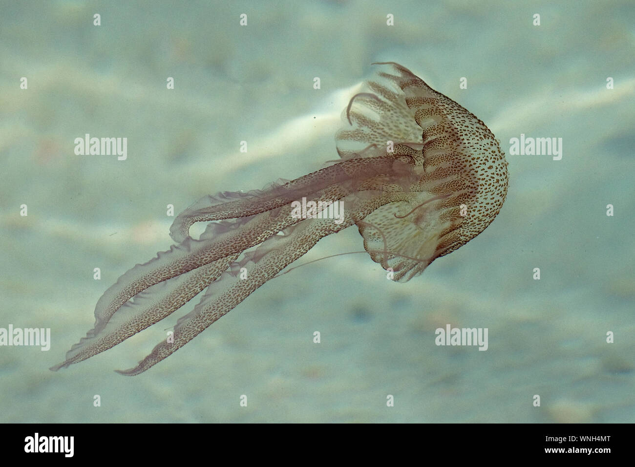 Mauve Stinger Jellyfish (Pelagia noctiluca) Stock Photo