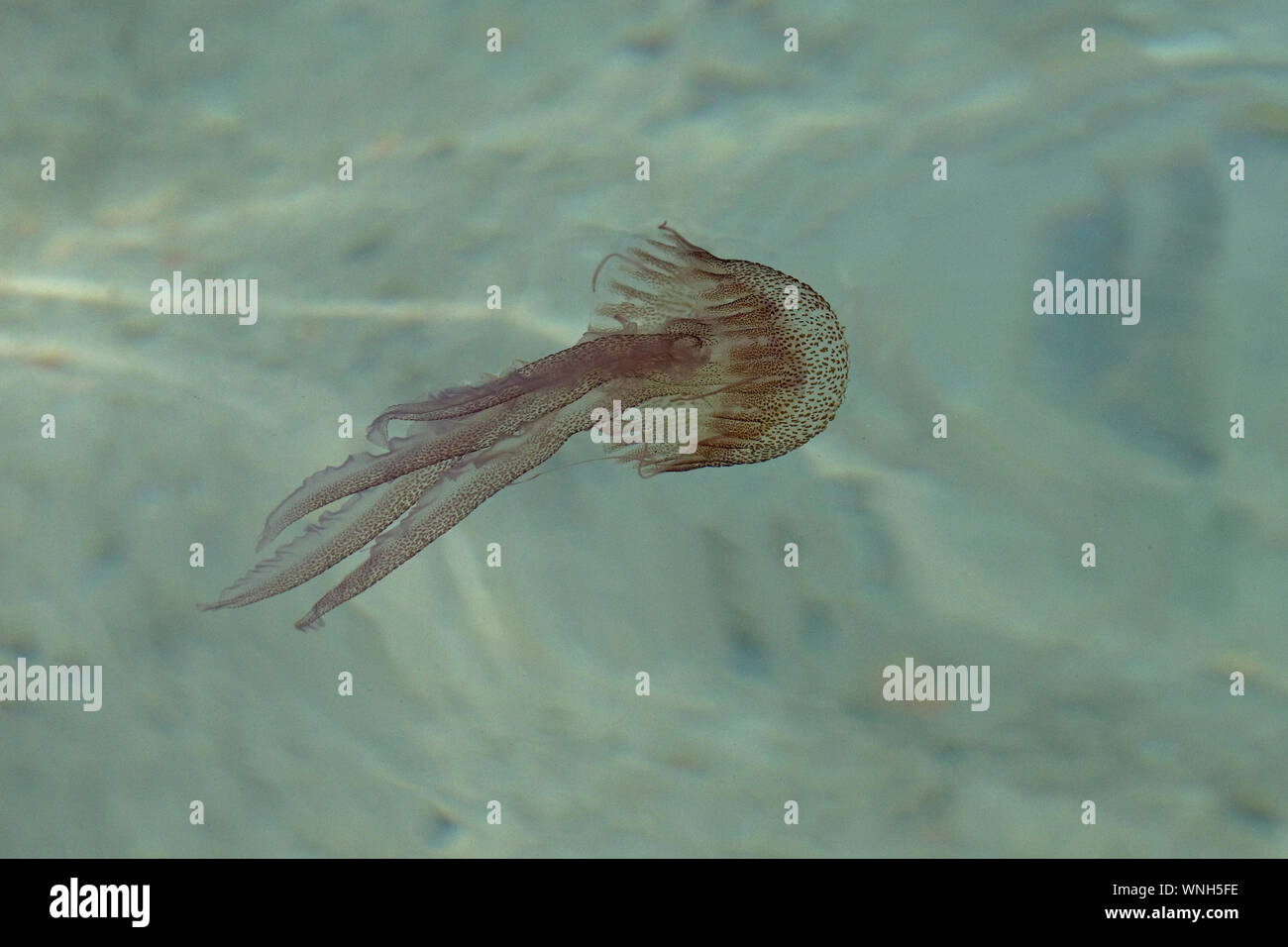 Mauve Stinger Jellyfish (Pelagia noctiluca) Stock Photo