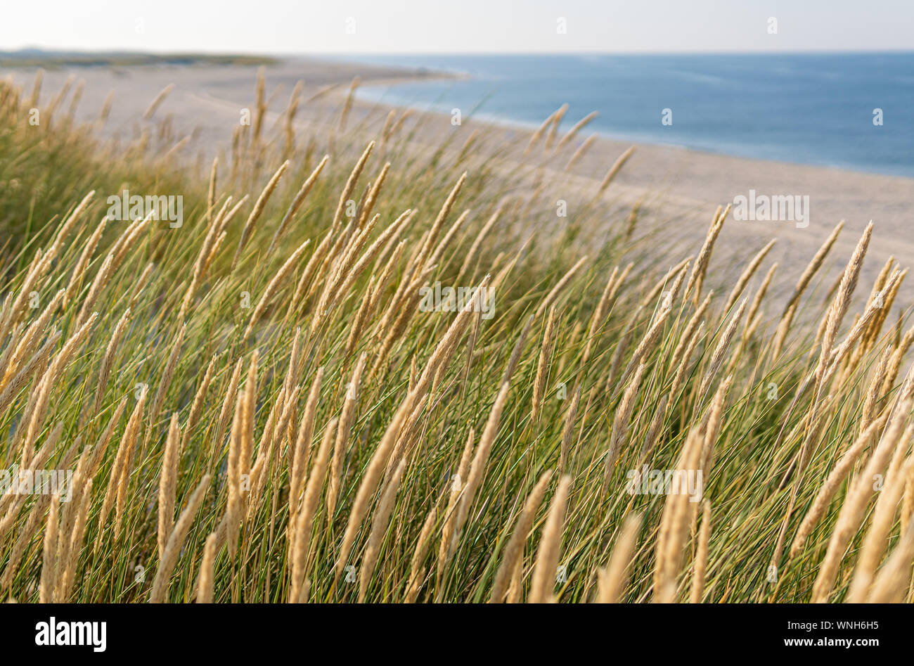 Ocean and Marram Grass on the island Sylt, Germany Stock Photo - Alamy