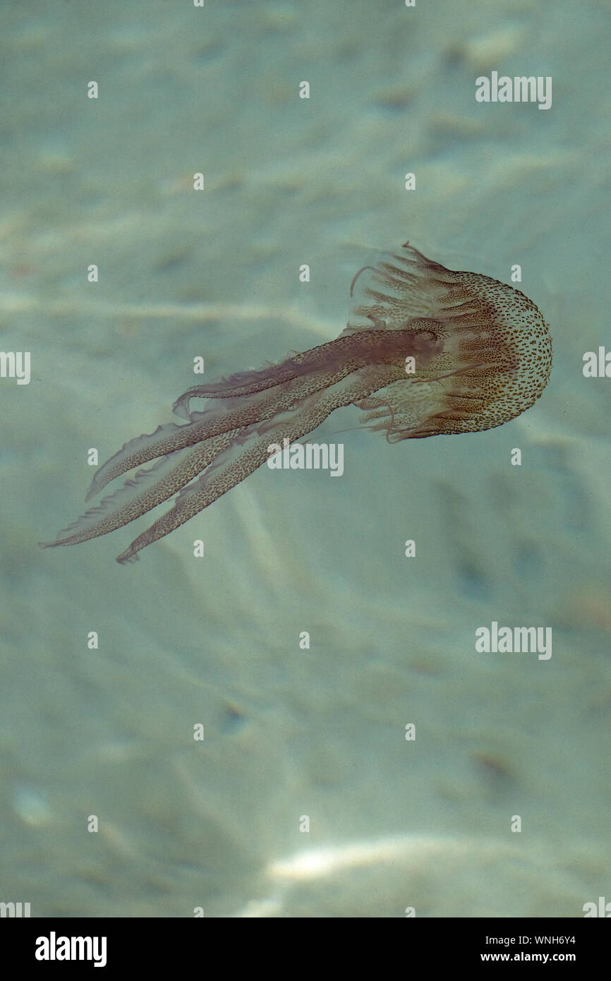 Mauve Stinger Jellyfish (Pelagia noctiluca) Stock Photo