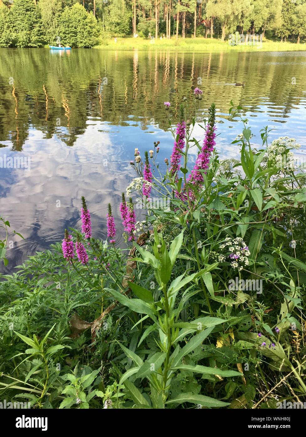 Purple Flowers On Lake Stock Photo Alamy
