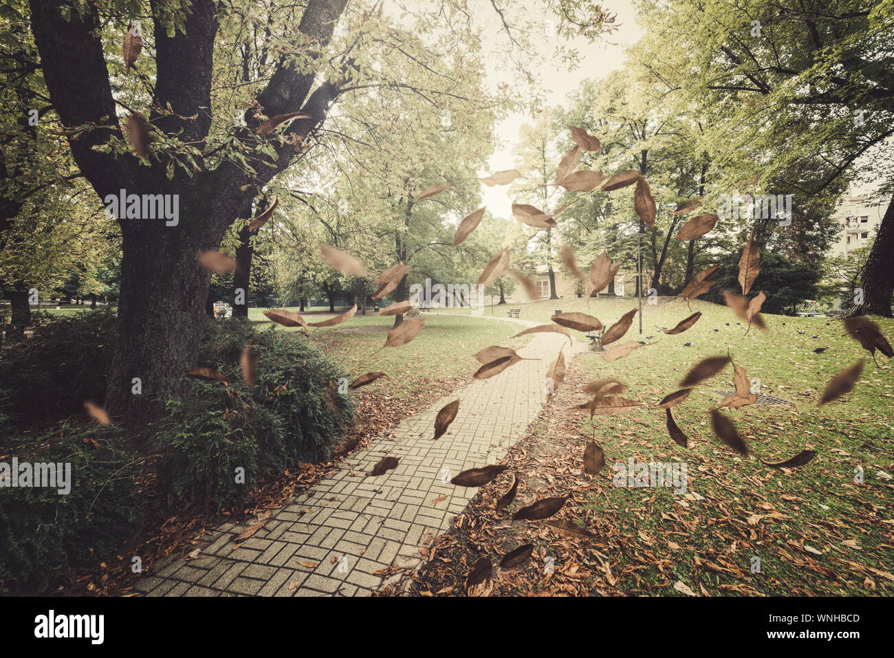 Leaves falling from the tree hires stock photography and images Alamy